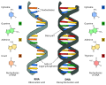 Thumbnail for RNA world