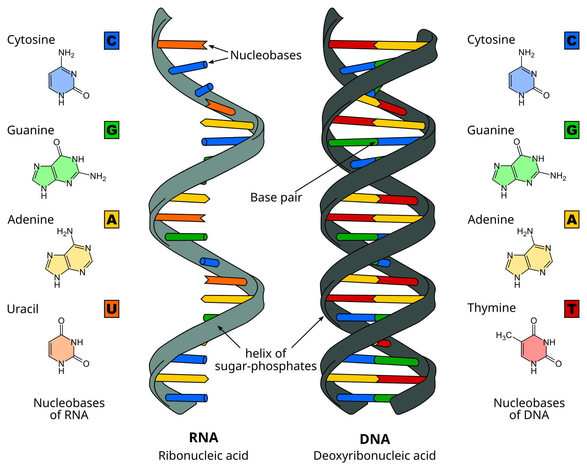 Un diagrama de la doble hélice del ADN que se descomprime para la replicación.