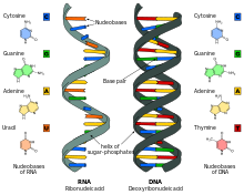 rna DNS-kiegészítők anti aging