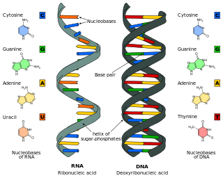Nucleic acid analogue Compound analogous to naturally occurring RNA and DNA