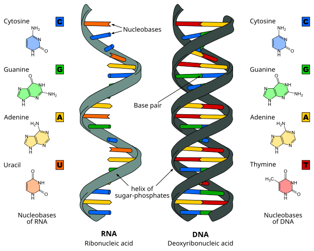 real rna strand