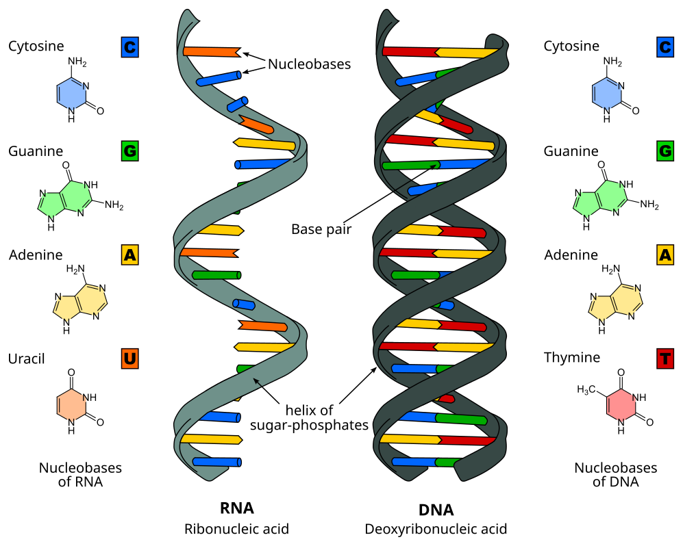 Nucleic Acid-avatar