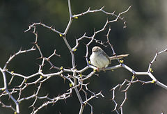 Prinia gracilis Graceful Prinia Dikkuyruklu Ötleğen