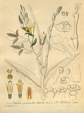 <i>Dilochia</i> Genus of orchids