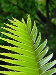 Dioon spinolosum04. jpg