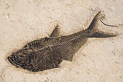 Diplomystus dentatus Green River Formation Wyoming.jpg