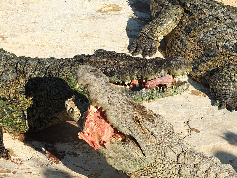 File:Djerba Explore Nile Crocodiles eating 10.JPG