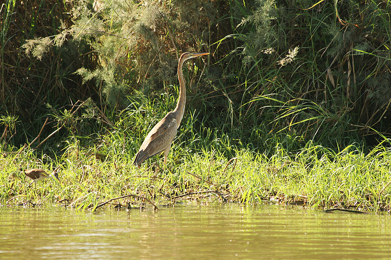 File:Djoudj - Oiseau (8).JPG