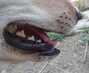 180px-Dog_Mouth_Close-up.jpg