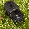 Dorcus parallelopipedus