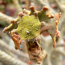 Dorstenia gigas 3.jpg