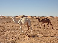 State Animal of Tunisia