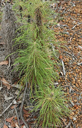 <i>Banksia columnaris</i> Species of shrub in Western Australia