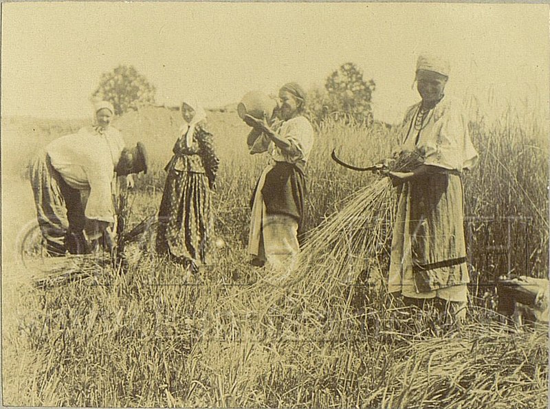 File:Dudin Harvesting in Poltava region, Ukraine.jpg