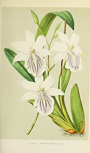 plate 26 Miltonia regnellii