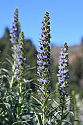 Echium callithyrsum kz03.jpg