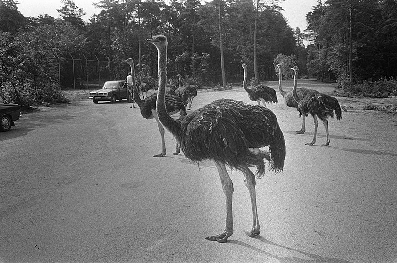 File:Een groep struisvogels, Bestanddeelnr 922-6434.jpg