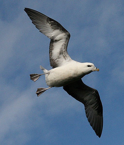 Fișier:Eissturmvogel1.jpg