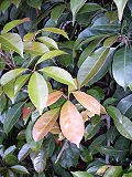 Thumbnail for Elaeocarpus eumundi