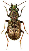 March 7: the beetle Elaphrus fuliginosus