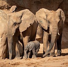 Elefants Bioparc Valencia 4.jpg