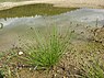 Eivormige waterbies (Eleocharis ovata)