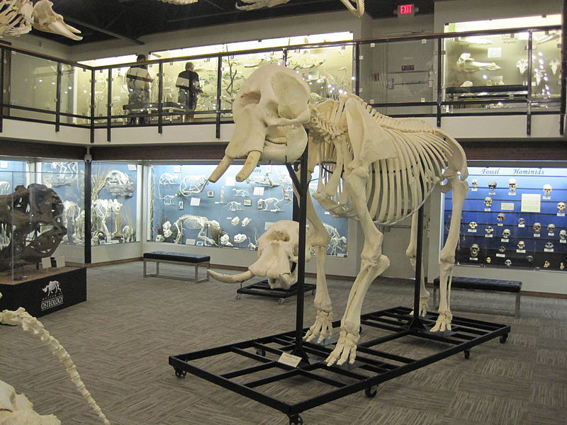 File:Elephant skeleton museum of osteology.jpg