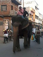 Two men enjoying an elephant ride in Market Street Elephantridepadrauna.jpg