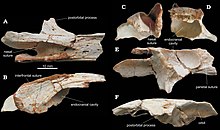 Elmisaurus frontal bone.jpg