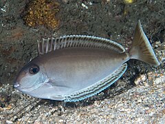 Description de l'image Elongate unicornfish in Night coloration (Naso lopezi) (42955826600).jpg.