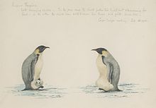 Drawing of two emperor penguins with chicks by Wilson (Sept. 1903) EmperorPinguinsCapeCrozierEdwardWilson.jpg