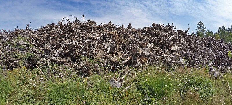 File:Empilement de souches de pins après désouchage d'une coupe rase 2018 Landes de Gascogne 09.jpg