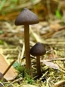 Entoloma vernum Bykivnya15.JPG