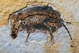 Fossil