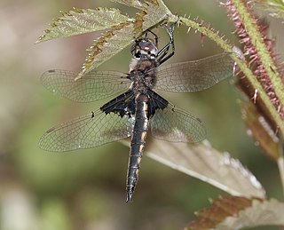 <i>Epitheca semiaquea</i> Species of dragonfly