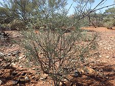 Subspecies angustifolia near Meekatharra Eremophila oppositifolia angustifolia (habit).jpg