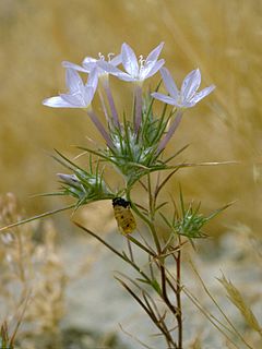 <i>Eriastrum pluriflorum</i> Species of flowering plant