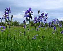 Iris sibirica growing in the grasslands of Germany Eriskirch-EriskircherRied3-Asio.JPG