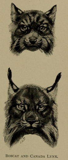 Ernest Ingersoll - lynx rufus & lynx canadensis.png