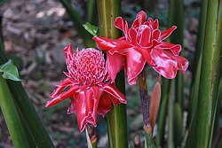 Etlingera elatior