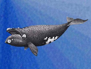 North Pacific right whale Species of mammal