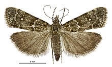 Eudonia microphthalma female.jpg