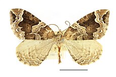 Museum specimen Eulithis prunata SLU.JPG