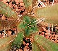 Euphorbia fimbriata