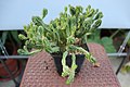 Euphorbia fimbriata во Ботаничката градина на ПМФ во Скопје.