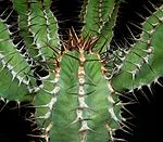 Euphorbia virosa 3 ies.jpg