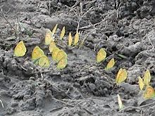 Sleepy oranges puddling on damp ground. Eurema nicippe clustering.jpg