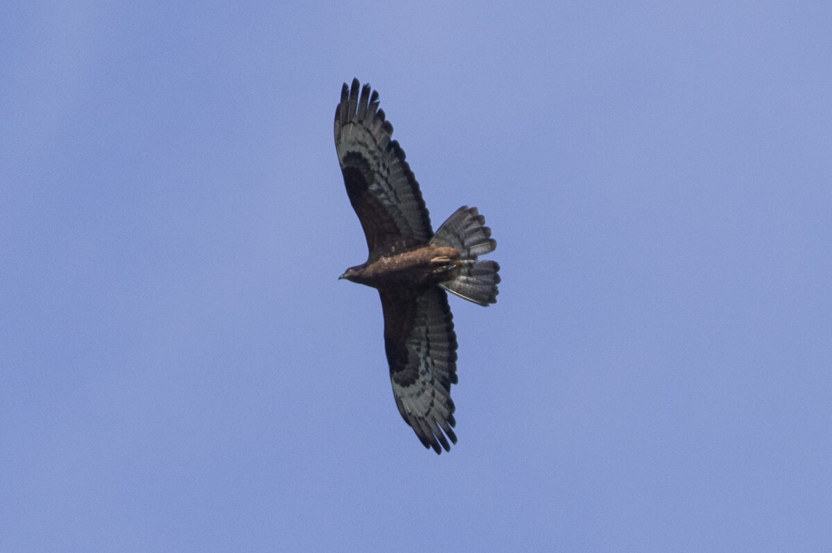 European honey buzzard (Pernis apivorus).jpg