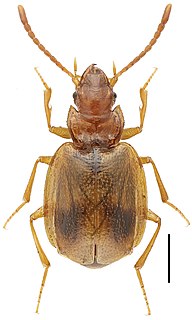 <i>Eustra</i> Genus of beetles