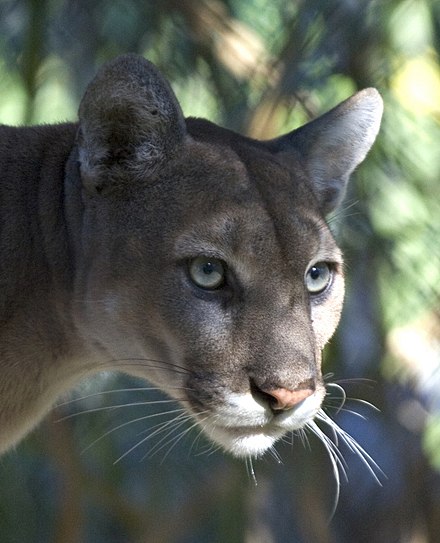 440px-Everglades_National_Park_Florida_Panther.jpg